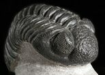 Nice Pedinopariops Trilobite - Mrakib, Morocco #45965-3